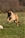 Haida - Triola Cane Corso